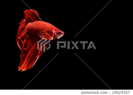 Siamese fighting fish Siamese fighting fish 29029587