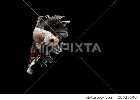 Siamese fighting fish Siamese fighting fish 29029590