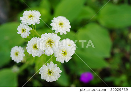 Very cute Roman chamomile 29029789
