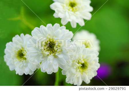 Very cute Roman chamomile 29029791