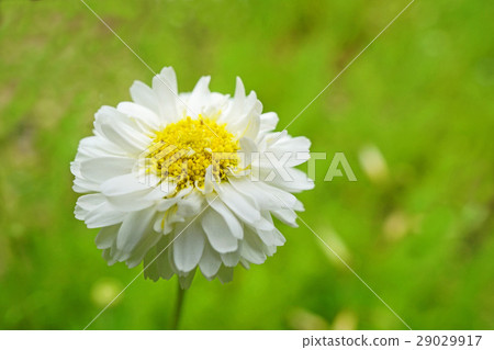 漂亮的羅馬洋甘菊 29029917