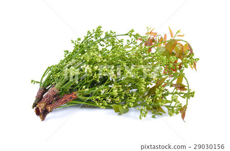 Siamese neem tree, Nim, Margosa, Quinine  29030156