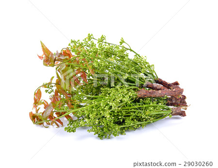 Siamese neem tree, Nim, Margosa, Quinine 29030260