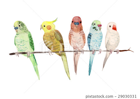 Close-up sekisei insograph watercolor illustration 29030331