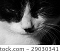 Black and white cat 29030341