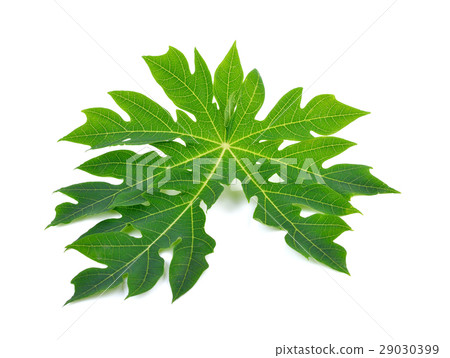 Beautiful papaya green leaf on white  backgrounds 29030399
