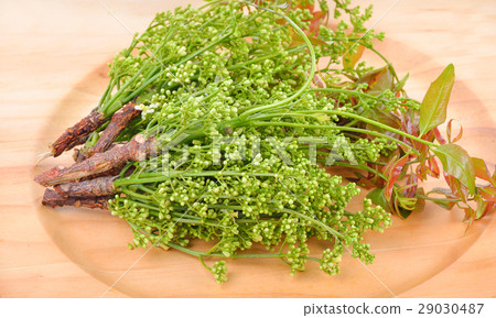 Siamese neem tree, Nim, Margosa, Quinine 29030487