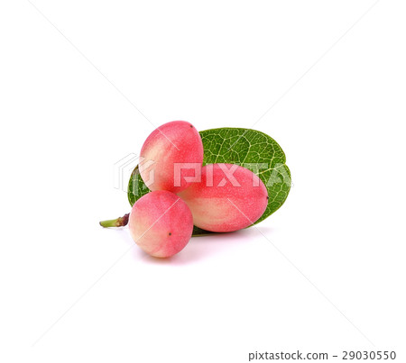 Carissa carandas Linn,Karanda, Carunda on white Carissa carandas Linn,Karanda, Carunda on white 29030550