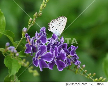 站立在Duranta的大乳房蝴蝶 29030580