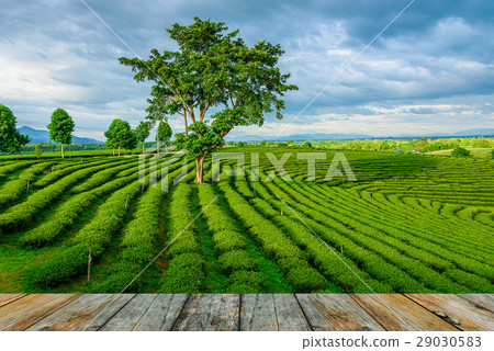 wood floor on green tea farm, Chiang Rai 29030583