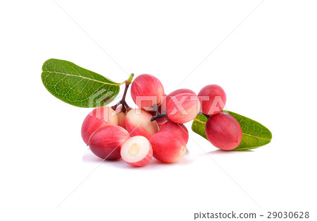 Carissa carandas Linn,Karanda, Carunda on white  29030628