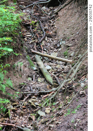 Dry twigs and logs on the forest ground 29030742