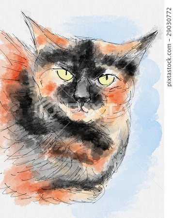 Cat Illustration Cat Illustration 29030772