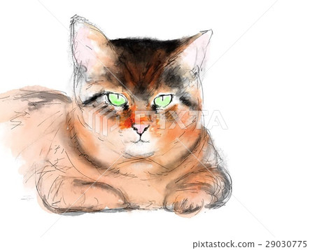 Cat Illustration Cat Illustration 29030775