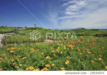 Koshimizu Wild Flower Garden 29030935