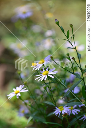 Blue Daisy Blue Margaret Glass Daisy Blue Daisy Blue Margaret Glass Daisy 29030996