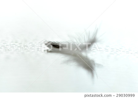 羽毛 白色羽毛 鳥羽 29030999