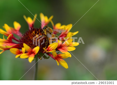 天人菊 蜜蜂 採蜜 29031001