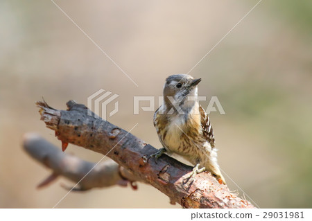 Kogera Japanese Pygmy Woodpecker Kogera Japanese Pygmy Woodpecker 29031981