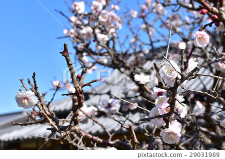 Plum flowers in early March Plum flowers in early March 29031989