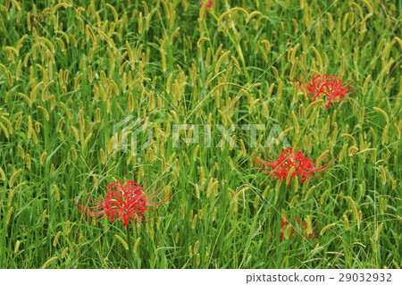 Cluster amaryllis 29032932