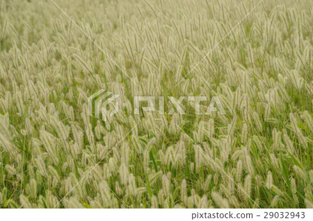 Enokologsa Enokologsa 29032943