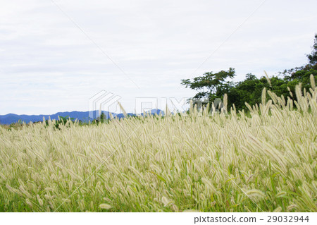 Setaria viridis 29032944