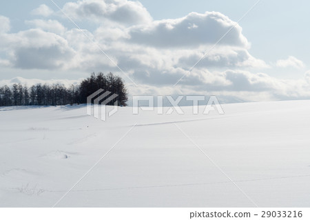 Hill grove Hill grove 29033216