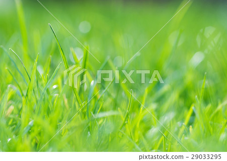 Abstract nature background; green grass 29033295