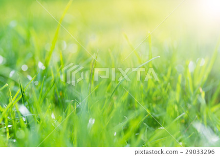 Abstract nature background; green grass 29033296