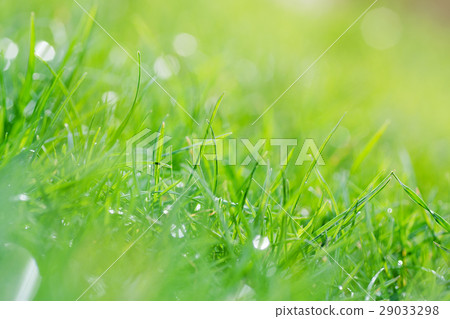 Abstract nature grass background 29033298