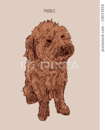 Poodle dog vector illustration. - Stock Illustration [29033958] - PIXTA