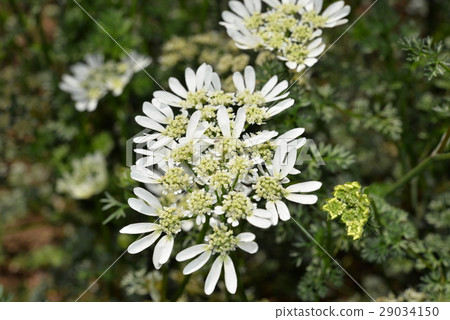 Orurea Orurea 29034150