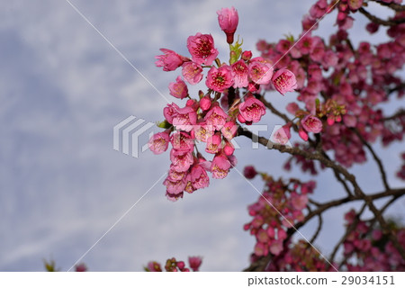 Kanahazakura Kanahazakura 29034151