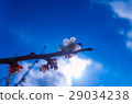 梅花節 29034238