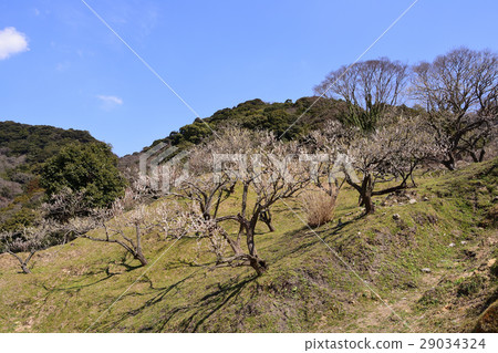 李子花公園風景 李子花公園風景 29034324