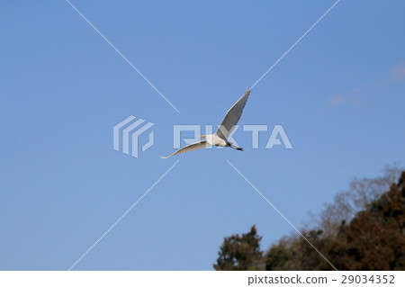 大白鷺 29034352