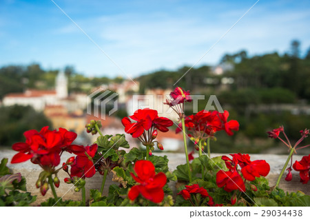 Flowers blooming in Sintra Flowers blooming in Sintra 29034438