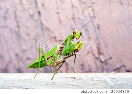 the mantis sits on a white board 29034529