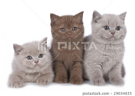 Three british shorthair kitten side by side Three british shorthair kitten side by side 29034835