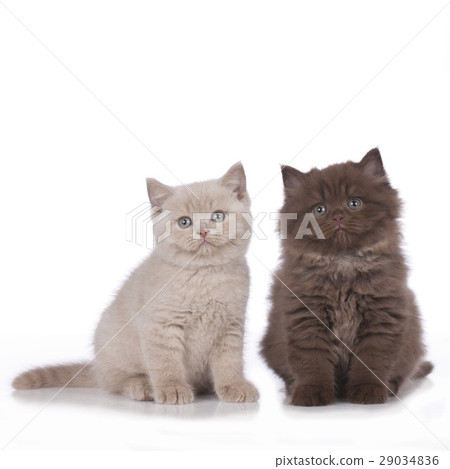 Two british shorthair and highland kitten Two british shorthair and highland kitten 29034836