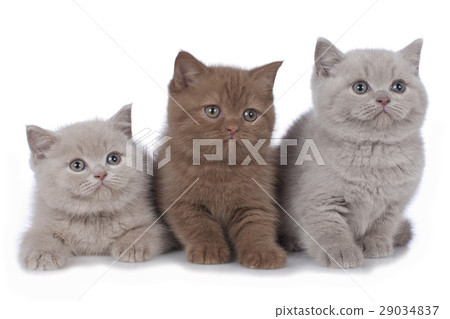 Three british shorthair kitten side by side 29034837