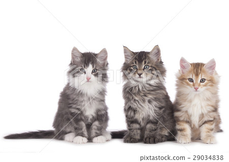 Three norwegian forest kitten side by side 29034838