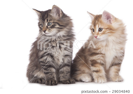 Two norwegian forest kitten Two norwegian forest kitten 29034840