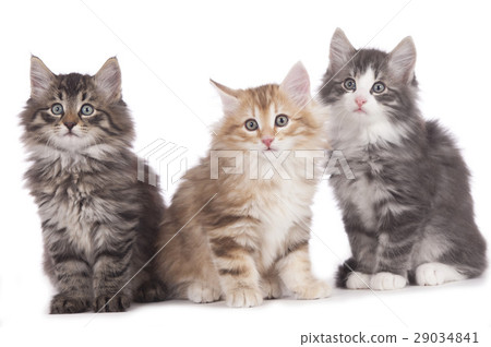 Three norwegian forest kitten side by side Three norwegian forest kitten side by side 29034841