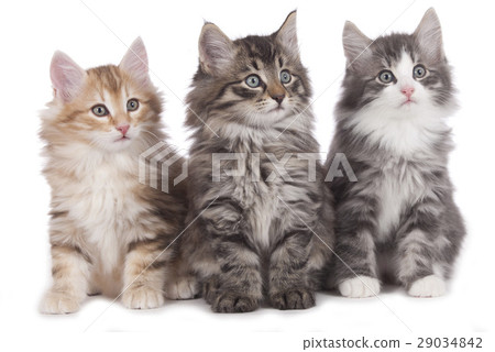Three norwegian forest kitten side by side Three norwegian forest kitten side by side 29034842