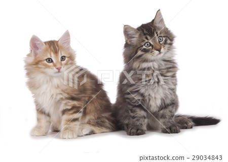 Two norwegian forest kitten looking sideways Two norwegian forest kitten looking sideways 29034843