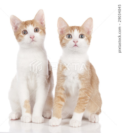 Two domestic kitten 29034845