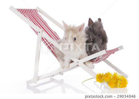 Cute rabbits in a deck chair 29034846