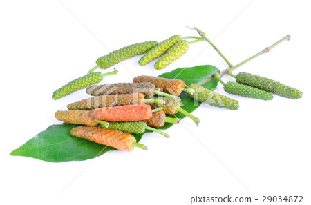 Indian long pepper on white background Indian long pepper on white background 29034872